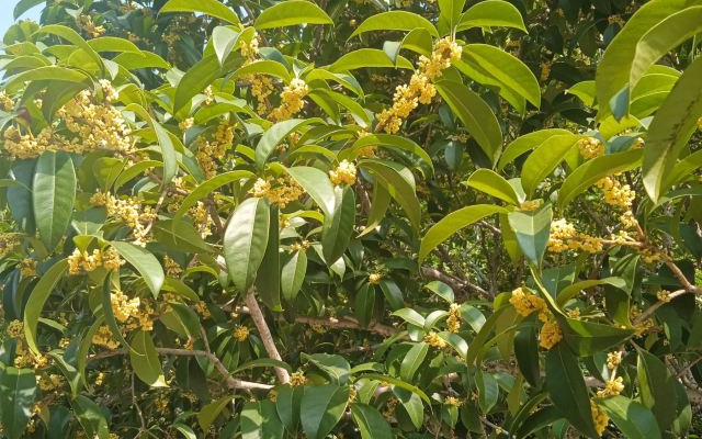 桂花樹